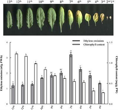 N-Terminus-Mediated Degradation of ACS7 Is Negatively Regulated by Senescence Signaling to Allow Optimal Ethylene Production during Leaf Development in Arabidopsis